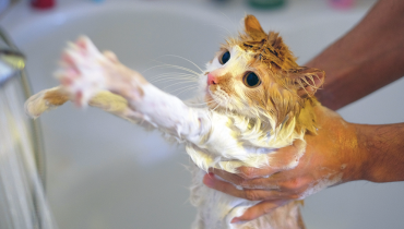 Katzen-Wasch-Chroniken: Wie überlebt man das Badezeit-Katzenfiasko