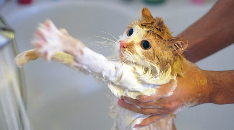 BadezeitKatzenfiasko Das KatzenWaschChroniken man überlebt Wie 