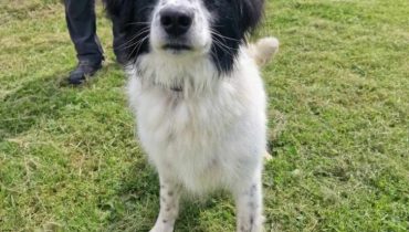 aber Adoptionsveranstaltung bei für gemacht Hund ihn interessiert niemand schick sich Tierheim wird 