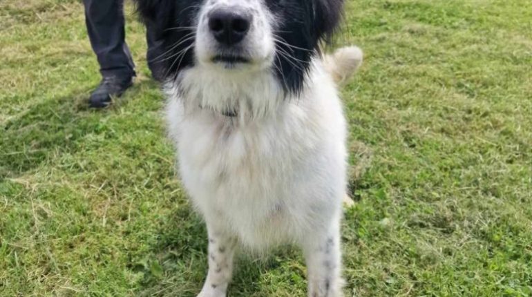 aber Adoptionsveranstaltung bei für gemacht Hund ihn interessiert niemand schick sich Tierheim wird 