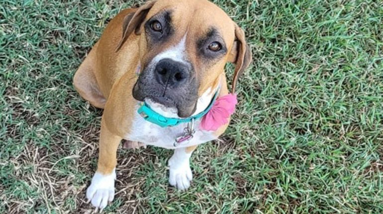 auf ausgesetzt Baustelle bekommt bevor ein einer Hund kurz sie Welpen wird 