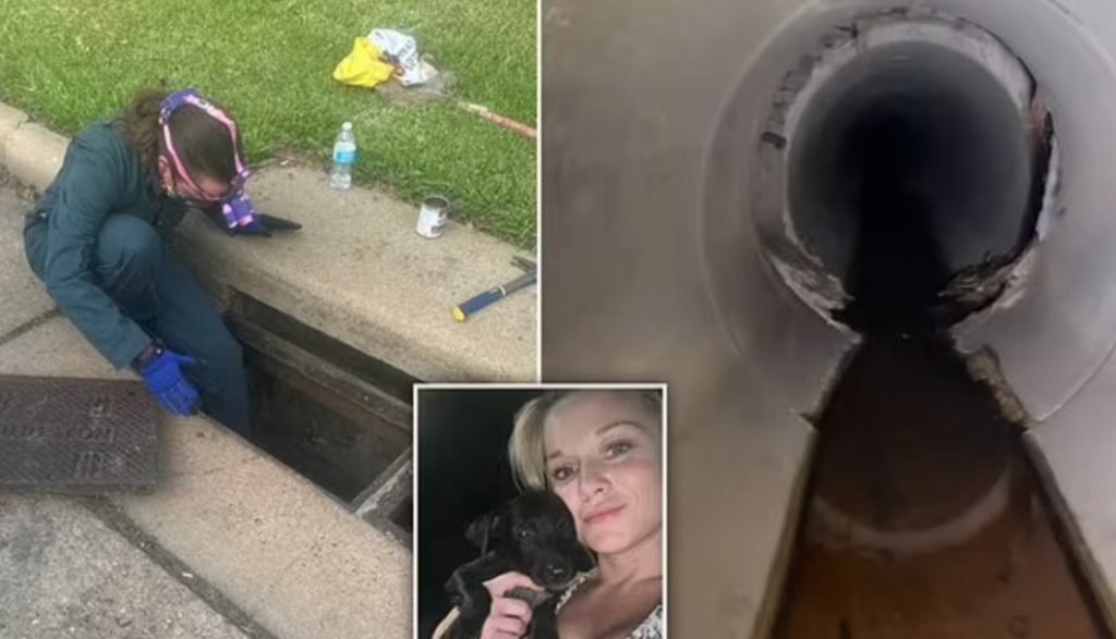 une-grande-amoureuse-des-animaux-brave-les-eaux-sales-et-les-cafards-pour-sauver-des-chiots-perdus-dans-les-egouts-video-e1691504337980-1024×587.jpg une-grande-amoureuse-des-animaux-brave-les-eaux-sales-et-les-cafards-pour-sauver-des-chiots-perdus-dans-les-egouts-video-e1691504337980-1024×587.jpg
